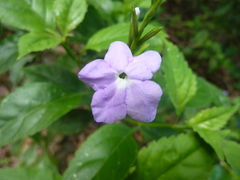 Duranteae