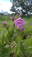 Fridericia platyphylla
