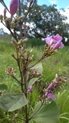 Fridericia platyphylla