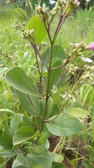 Fridericia platyphylla