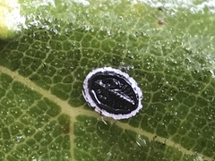 Tetraleurodes perileuca