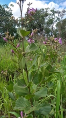Fridericia platyphylla