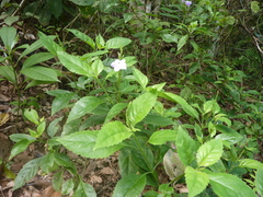 Duranteae