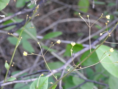 Talinum spathulatum