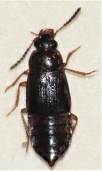 Phyllodrepoidea crenata