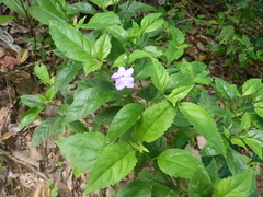 Duranteae