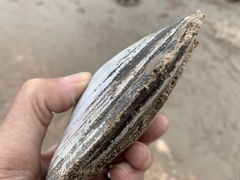 Potamilus streckersoni