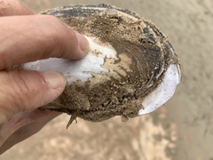 Potamilus streckersoni