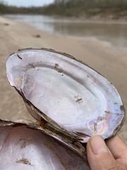 Potamilus streckersoni