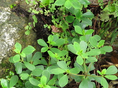 Peperomia liebmannii
