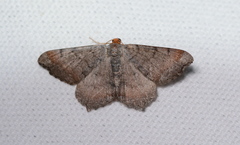 Macaria distribuaria