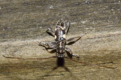 Stenellipsis bimaculata