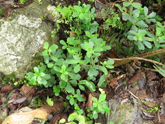 Peperomia liebmannii