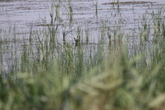 Plegadis falcinellus