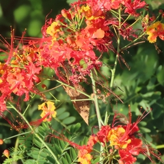 Caesalpinia pulcherrima