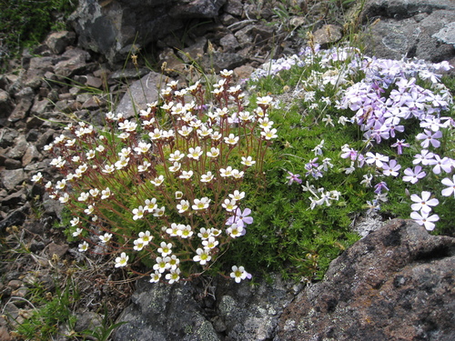 tufted saxifrage
