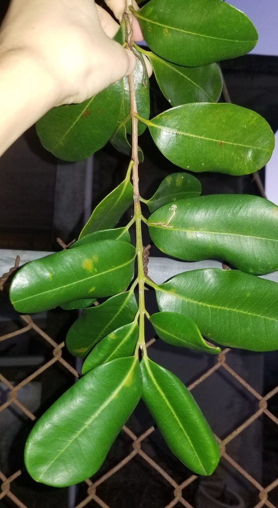 Bay Rum Tree in December 2021 by gena of Jesus. Aka malagueta Planta