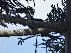 Coragyps atratus