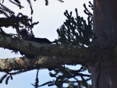 Coragyps atratus