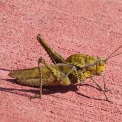 Xyleus discoideus