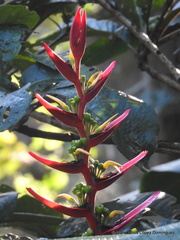 Heliconia schiedeana
