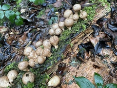 Apioperdon pyriforme