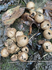 Apioperdon pyriforme