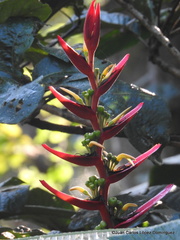 Heliconia schiedeana