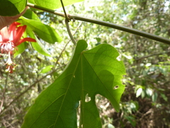 Passiflora punicea