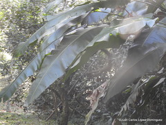 Heliconia schiedeana