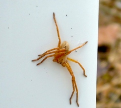 Curicaberis culiacan