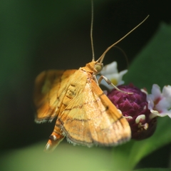 Salbia