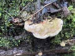 Trametes gibbosa