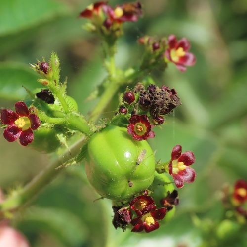 Piñón negro (Jatropha gossypiifolia)