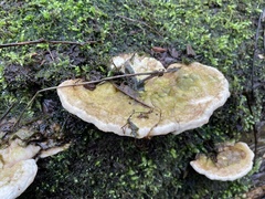 Trametes gibbosa