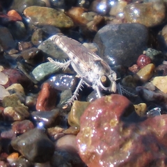 Lissoteles