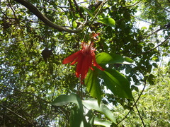 Passiflora punicea