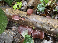 Auricularia auricula-judae