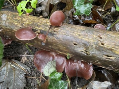 Auricularia auricula-judae