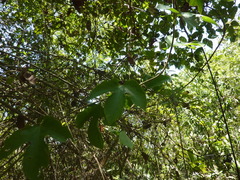 Passiflora punicea
