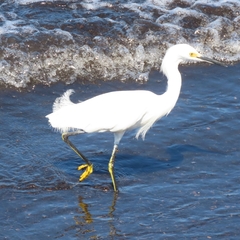 Egretta thula