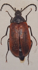 Pseudocistela ceramboides