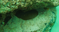 Coscinaraea mcneilli