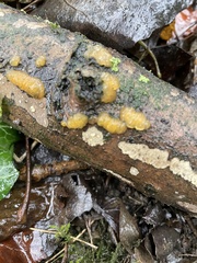 Dacrymyces stillatus