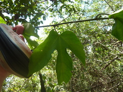 Passiflora punicea