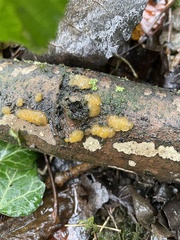 Dacrymyces stillatus