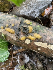 Dacrymyces stillatus