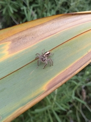 Megafreya sutrix