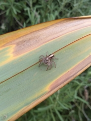 Megafreya sutrix