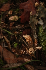 Lobarina